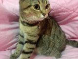 Scottish Fold Di̇şi̇ Kedi̇leri̇mi̇ Sahi̇plendi̇ri̇yorum