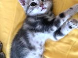Çok Uyguna Bri̇ti̇sh Si̇lver Çok Özel Di̇şi̇ Ve Erkek Yavrular