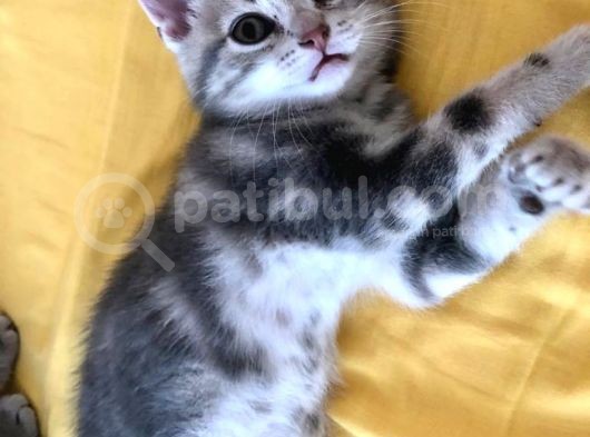 Çok Uyguna Bri̇ti̇sh Si̇lver Çok Özel Di̇şi̇ Ve Erkek Yavrular görsel