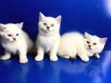 Show Kalite British Shorthair Yavrularımız