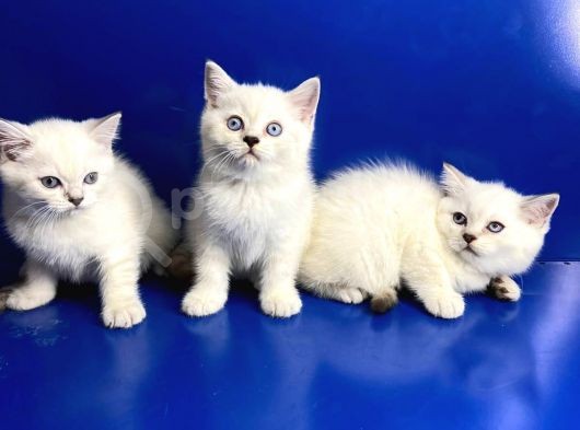 Show Kalite British Shorthair Yavrularımız