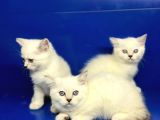 Show Kalite British Shorthair Yavrularımız