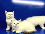 Show Kalite British Shorthair Yavrularımız