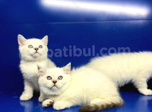 Show Kalite British Shorthair Yavrularımız görsel