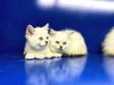 Show Kalite British Shorthair Yavrularımız