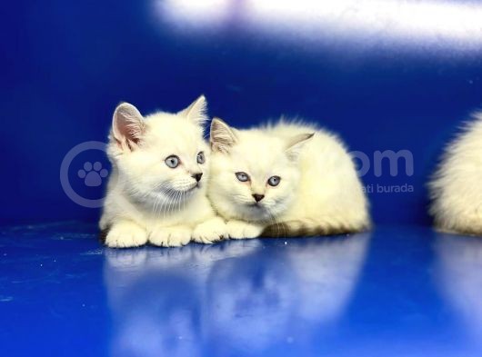 Show Kalite British Shorthair Yavrularımız görsel