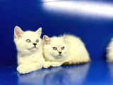 Show Kalite British Shorthair Yavrularımız