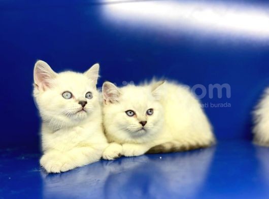 Show Kalite British Shorthair Yavrularımız görsel