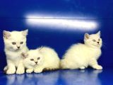 Show Kalite British Shorthair Yavrularımız