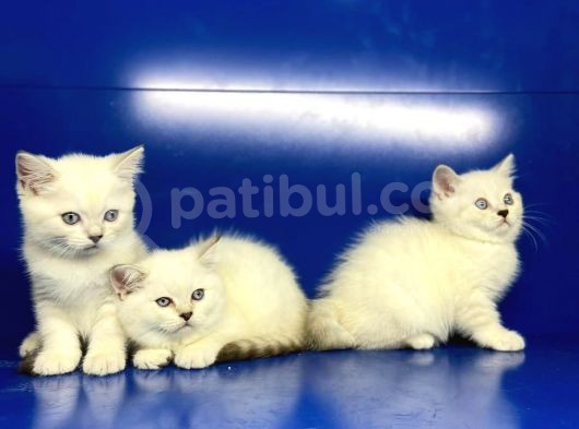 Show Kalite British Shorthair Yavrularımız görsel