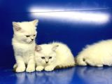Show Kalite British Shorthair Yavrularımız