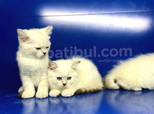 Show Kalite British Shorthair Yavrularımız görsel
