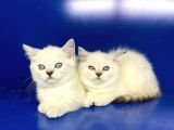 Show Kalite British Shorthair Yavrularımız