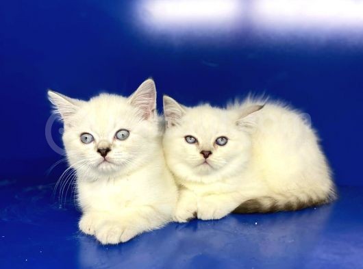 Show Kalite British Shorthair Yavrularımız görsel