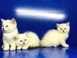 Show Kalite British Shorthair Yavrularımız