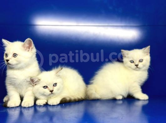 Show Kalite British Shorthair Yavrularımız görsel