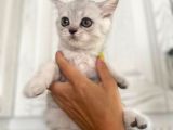 Erkek Ve Dişi British Shorthair