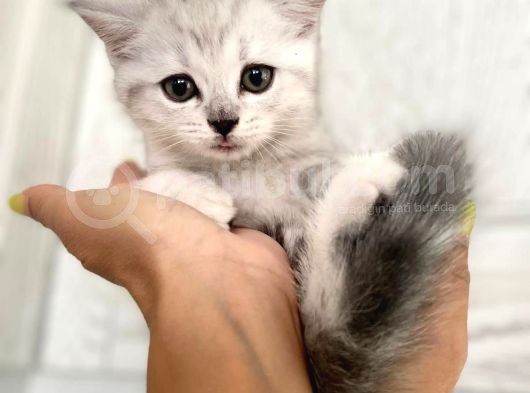 Erkek Ve Dişi British Shorthair görsel