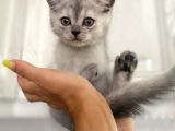 Erkek Ve Dişi British Shorthair