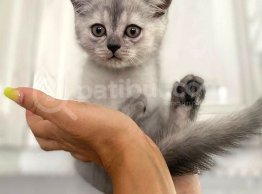 Erkek Ve Dişi British Shorthair görsel