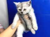 Show Kalite Erkek Ve Dişi British Shorthair Yavrularımız