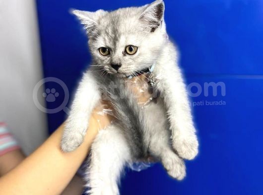 Show Kalite Erkek ve Dişi British Shorthair Yavrularımız