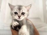 Erkek Ve Dişi British Shorthair