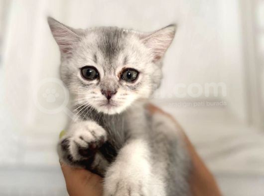 Erkek Ve Dişi British Shorthair görsel