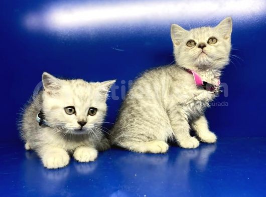 Show Kalite Erkek Ve Dişi British Shorthair Yavrularımız görsel
