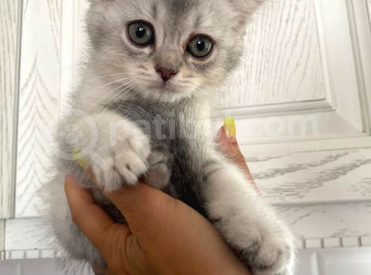Erkek Ve Dişi British Shorthair görsel