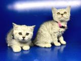 Show Kalite Erkek Ve Dişi British Shorthair Yavrularımız