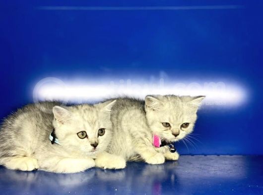 Show Kalite Erkek Ve Dişi British Shorthair Yavrularımız görsel