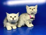 Show Kalite Erkek Ve Dişi British Shorthair Yavrularımız