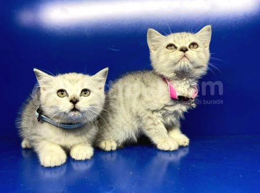 Show Kalite Erkek Ve Dişi British Shorthair Yavrularımız görsel