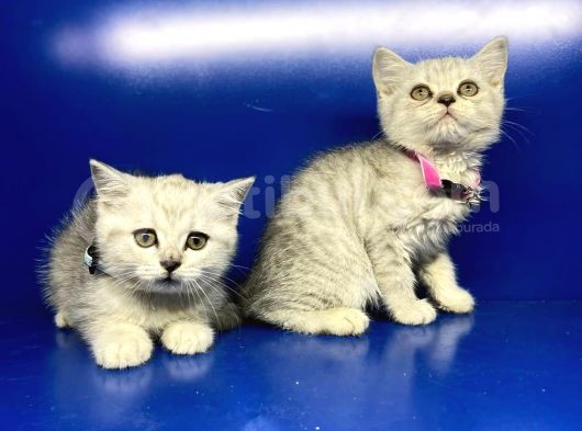 Show Kalite Erkek Ve Dişi British Shorthair Yavrularımız görsel