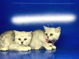 Show Kalite Erkek Ve Dişi British Shorthair Yavrularımız