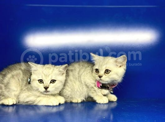 Show Kalite Erkek Ve Dişi British Shorthair Yavrularımız görsel