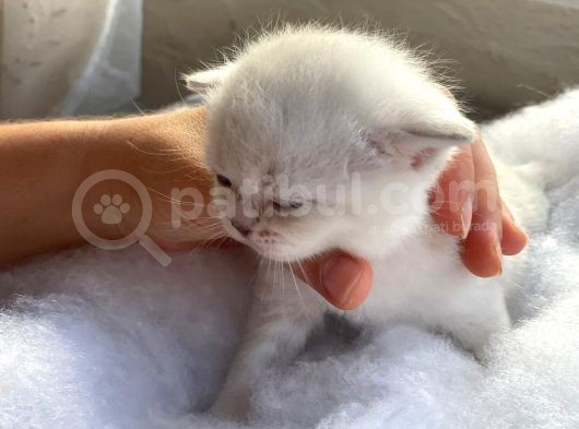 Scottish Fold Safkan Yavrular