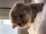 Scottish Fold Safkan Yavrular