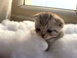 Scottish Fold Safkan Yavrular