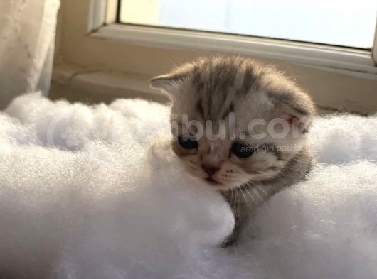 Scottish Fold Safkan Yavrular görsel