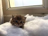 Scottish Fold Safkan Yavrular