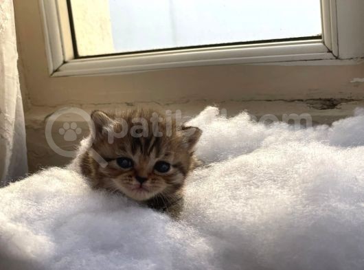 Scottish Fold Safkan Yavrular görsel