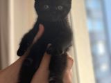 Scottish Fold Safkan Yavrular