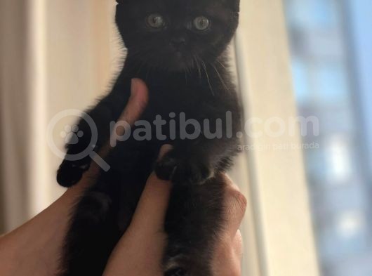 Scottish Fold Safkan Yavrular görsel