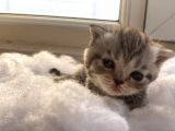 Scottish Fold Safkan Yavrular