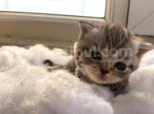 Scottish Fold Safkan Yavrular görsel
