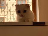 Scottish Fold Yavrumuza Yuva Arıyoruz!