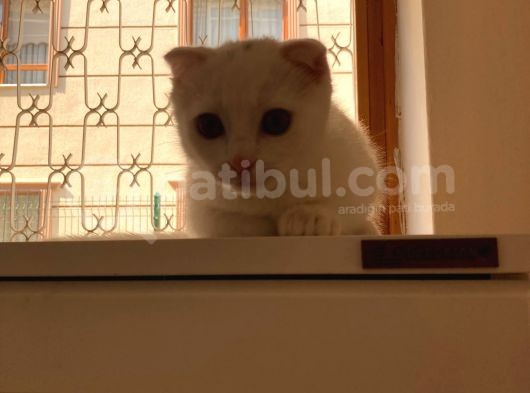 Scottish Fold Yavrumuza Yuva Arıyoruz! görsel