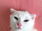 Scottish Fold Yavrumuza Yuva Arıyoruz!